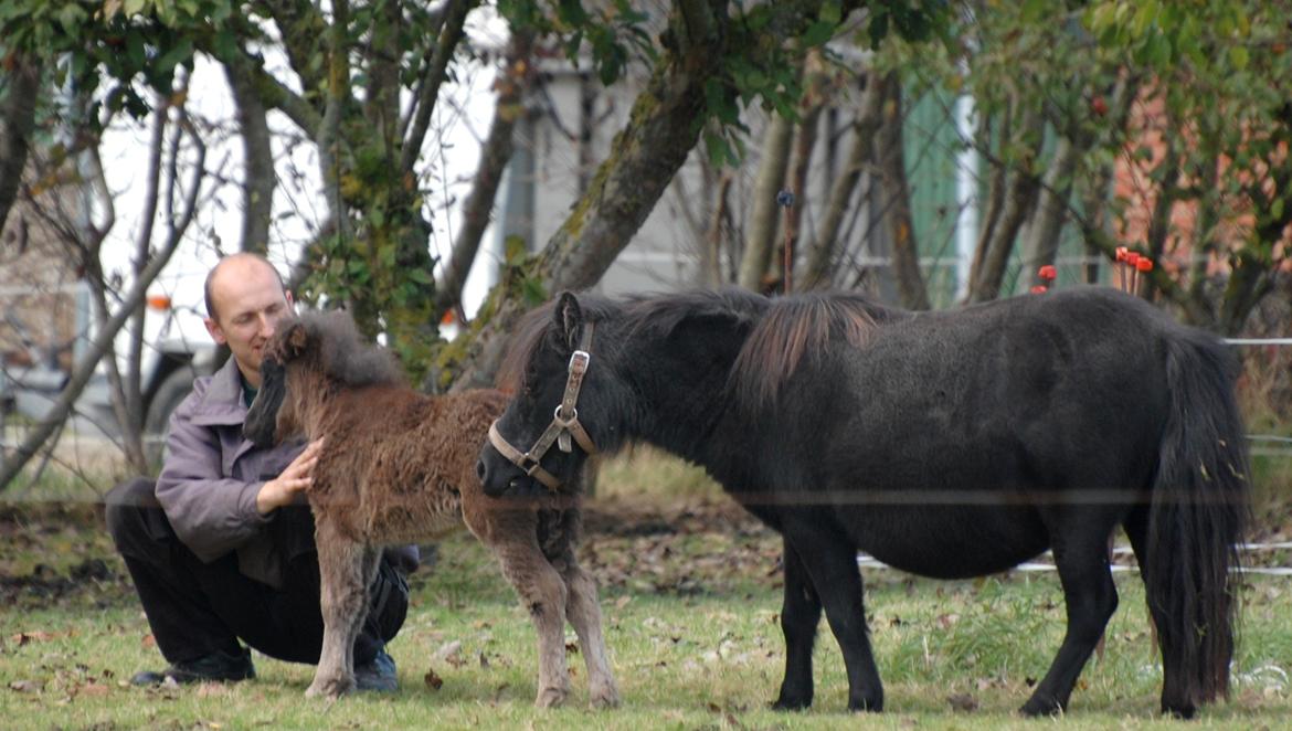 Shetlænder Frida billede 10