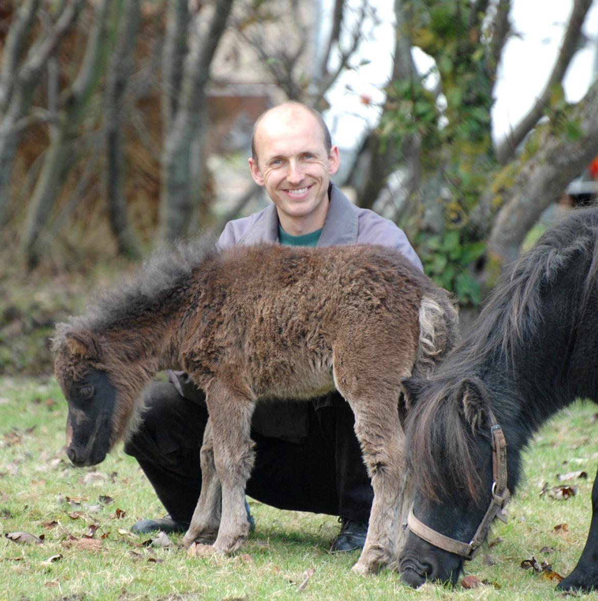 Shetlænder Frida billede 11