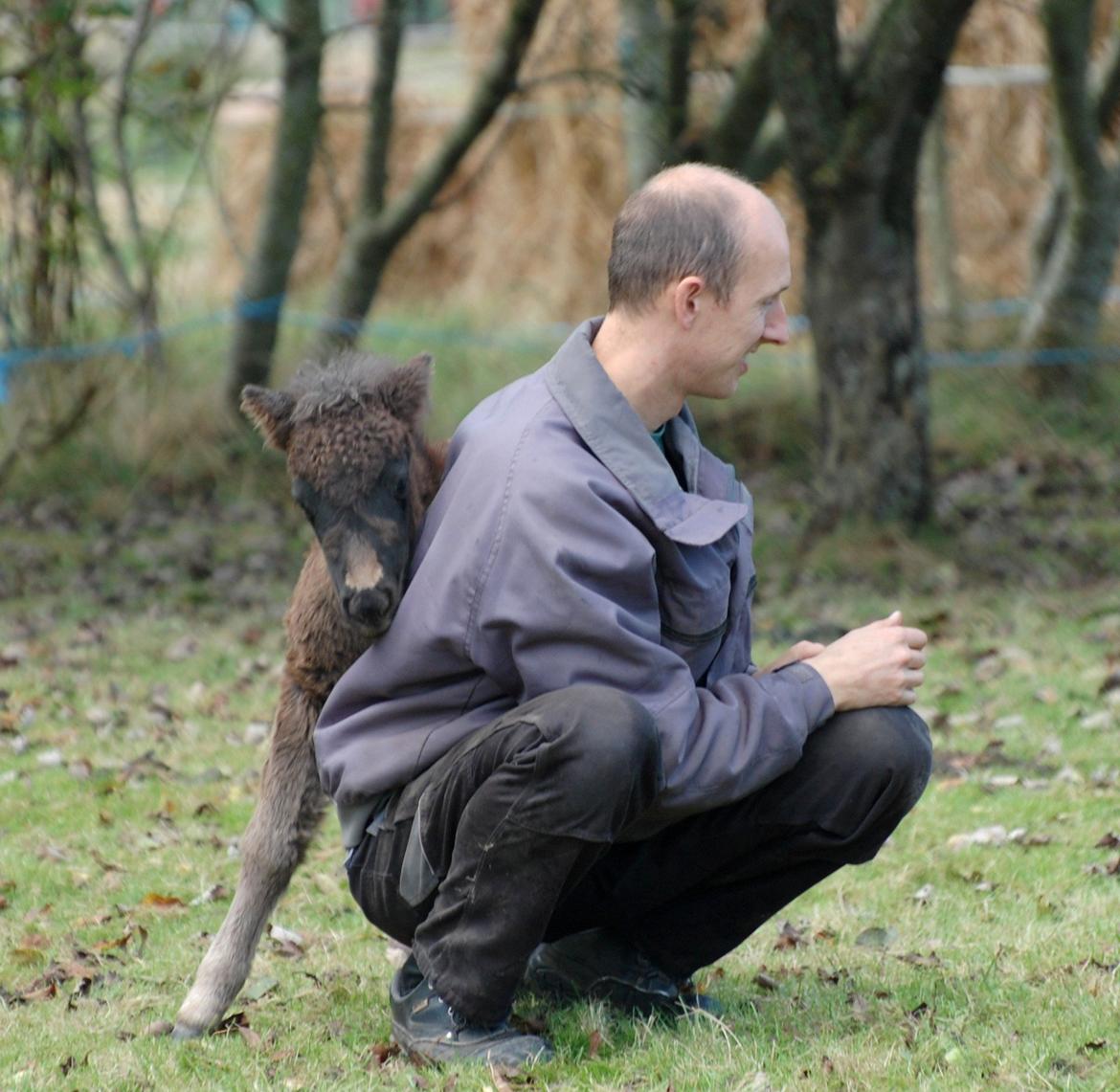 Shetlænder Frida billede 12