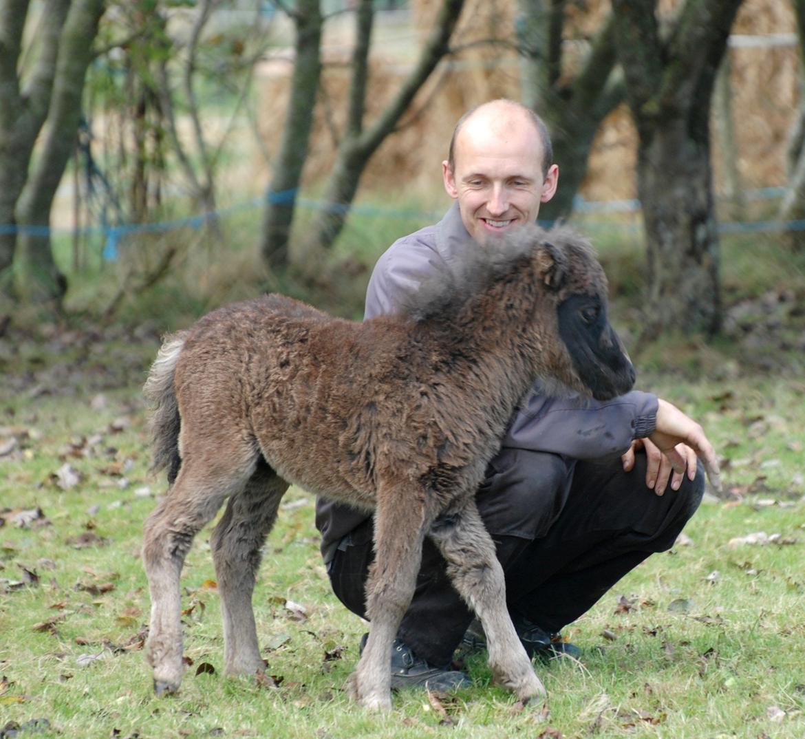 Shetlænder Frida billede 14