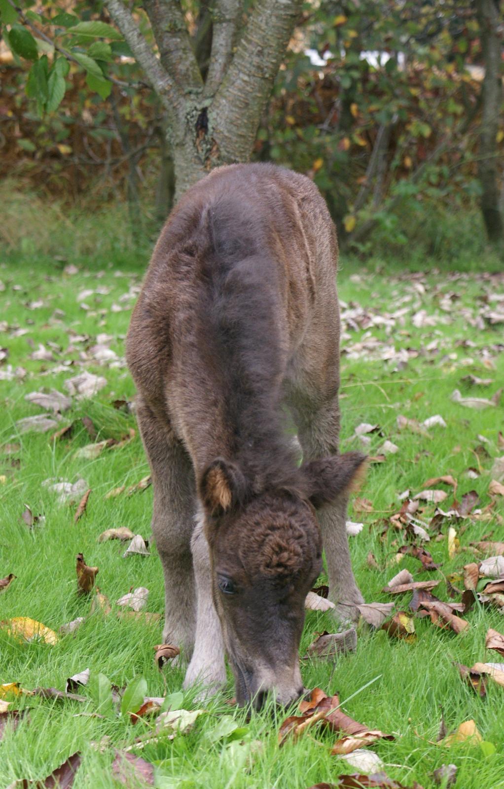 Shetlænder Frida billede 15