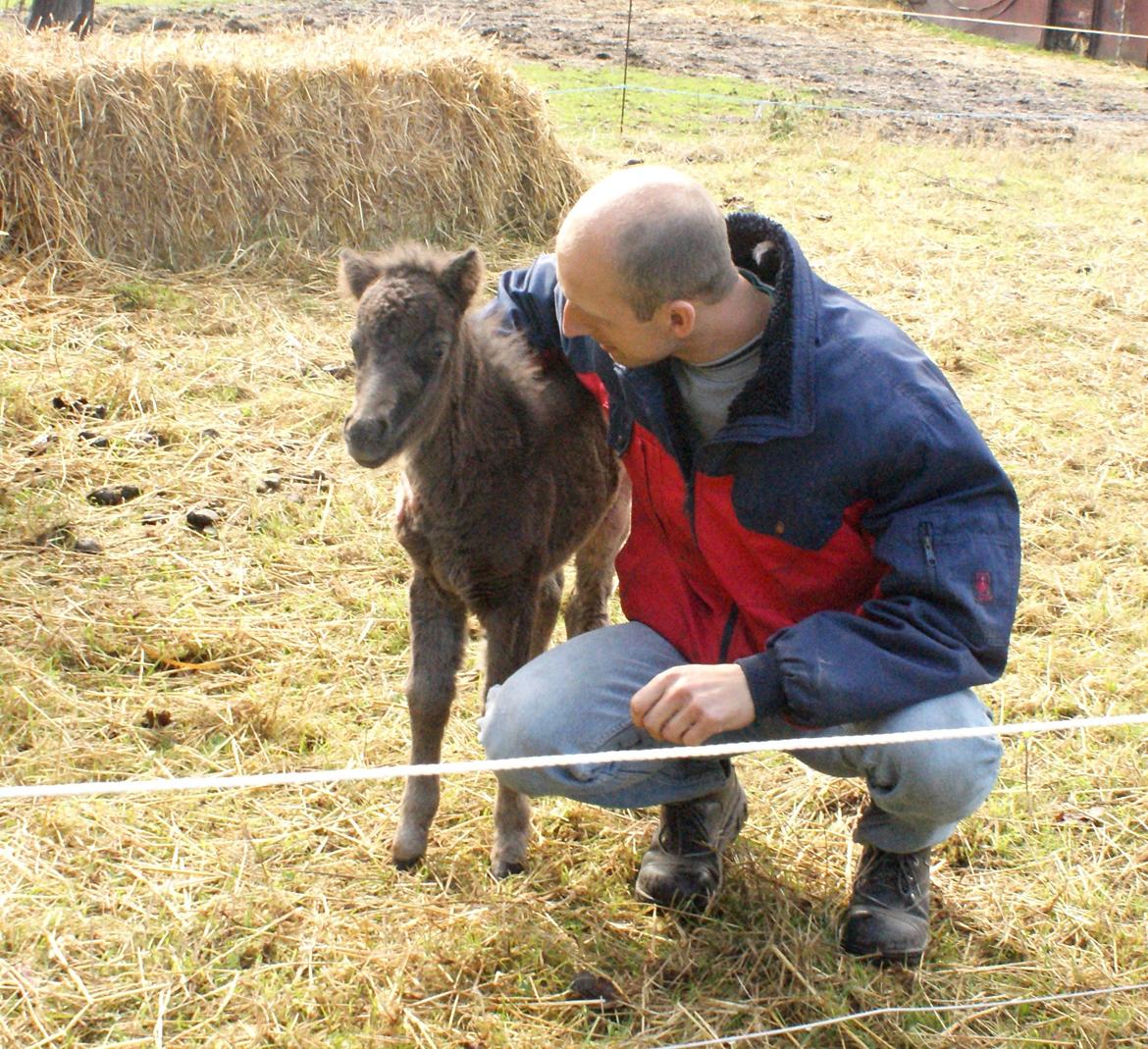 Shetlænder Frida billede 16