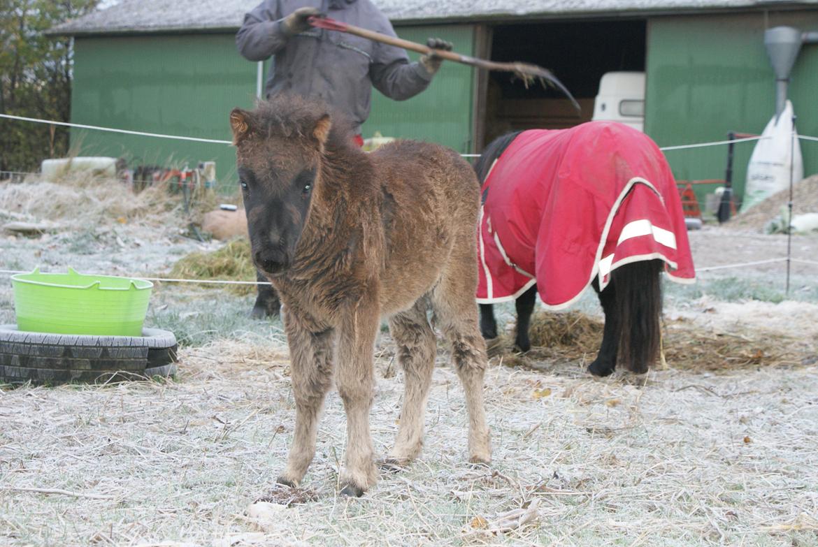 Shetlænder Frida billede 13
