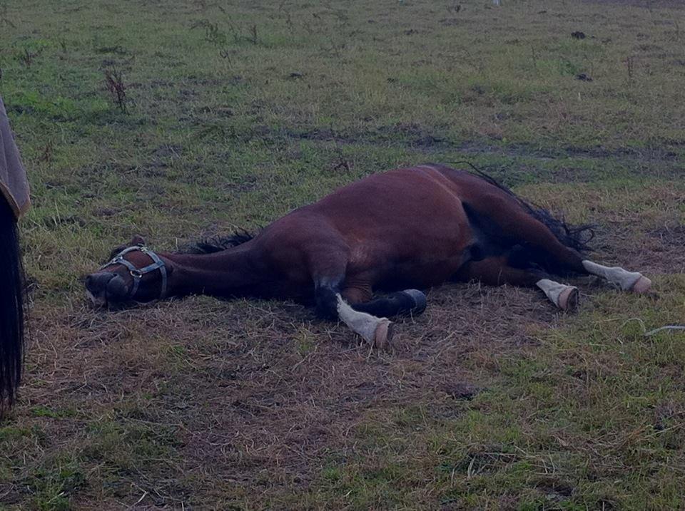 Welsh Pony af Cob-type (sec C) Haymos Chameur *solgt* - tak fordi i kiggede forbi nu vil jeg lægge mig til at sove :-P billede 16