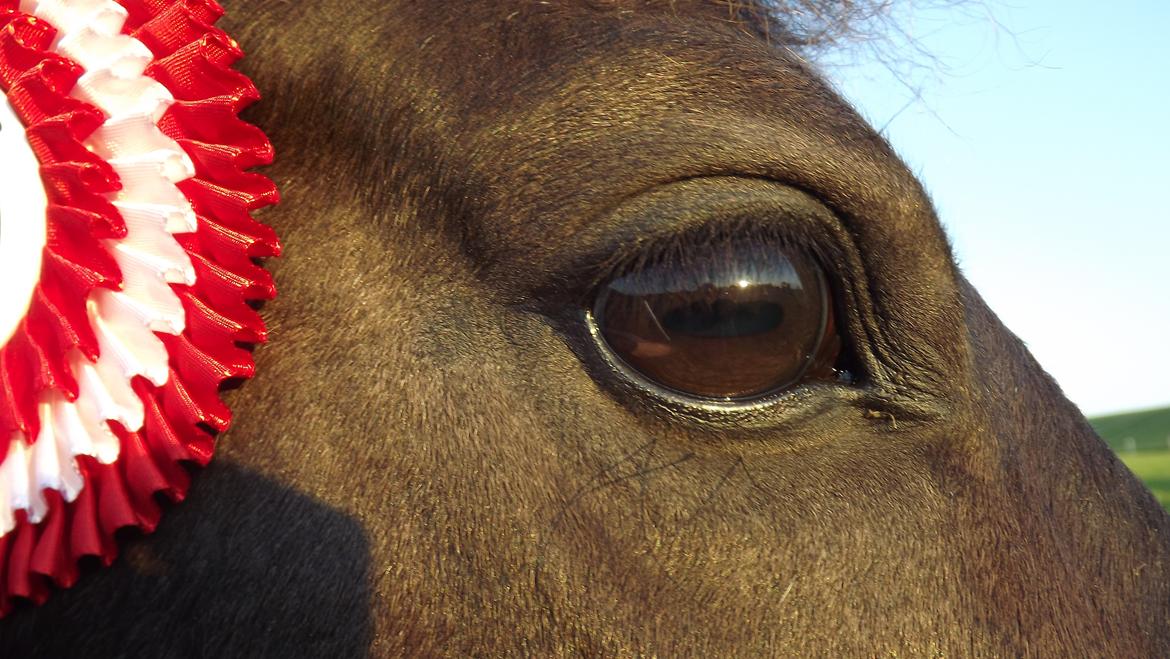 Welsh Pony af Cob-type (sec C) klarisa søblink - „To win isn`t everything, it`s the only thing“ billede 12