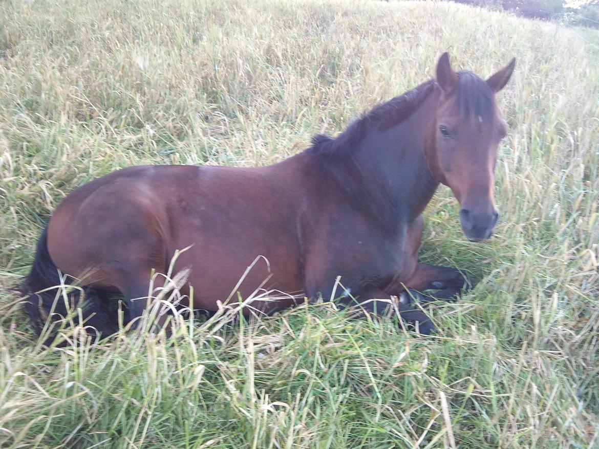 New Forest ''Salshøjs Tinto''   - Tinto hygger! billede 8