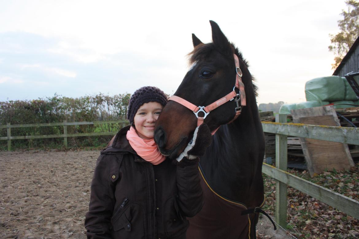 New Forest Navarana's Dion - Dion er dejlig! billede 7