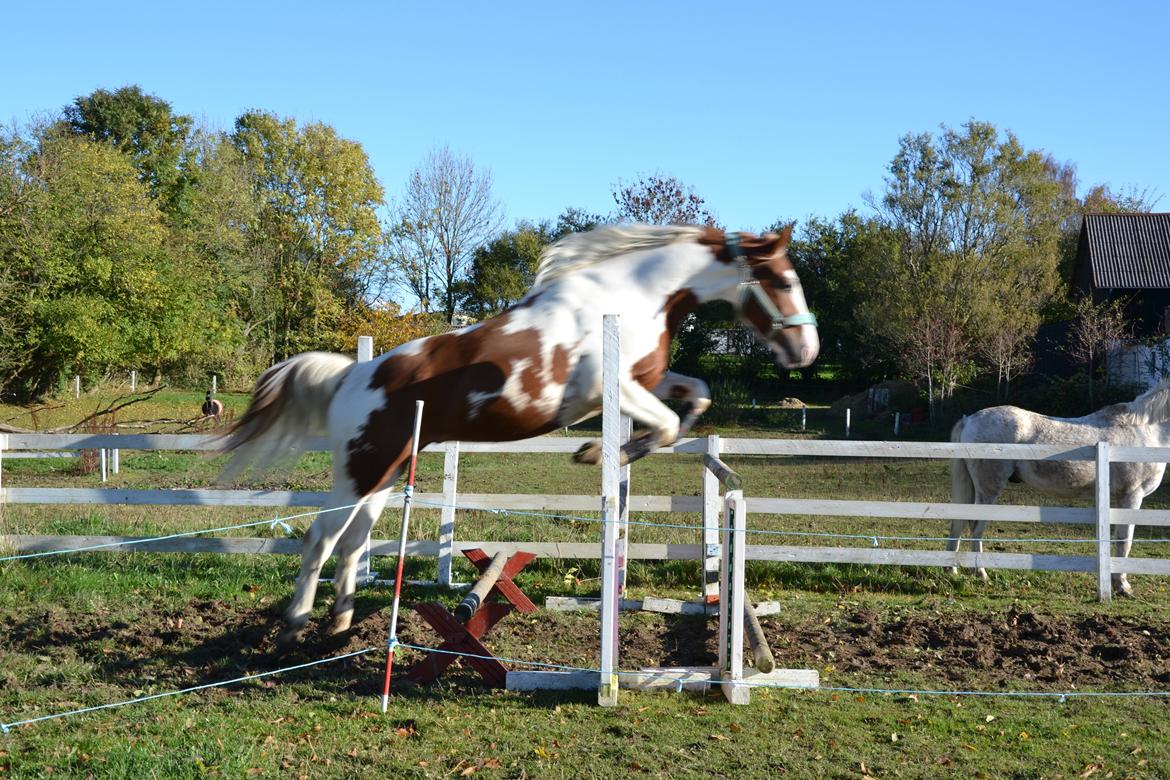 Pinto Elmegårdens Brilliant  - Pinto fyren i lidt løsspringning ;)!" billede 8