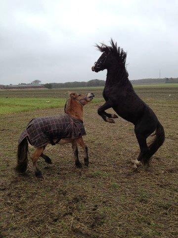 Welsh Pony (sec B) Frankenhöh's Spirit *R.I.P* <3 - Hingsteleg sammen med Felix 31-10-12 billede 2