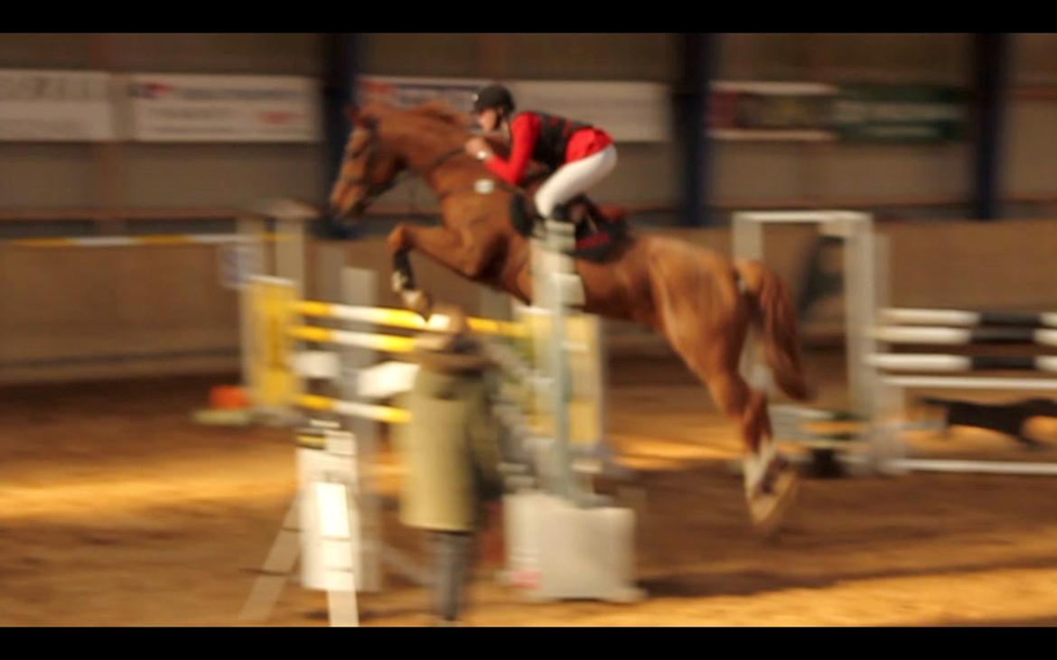 Anden særlig race Mañaña *STJERNE* - LB2** 2 plads billede 15