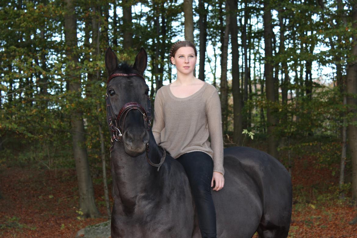Dansk Varmblod Lincoln billede 5
