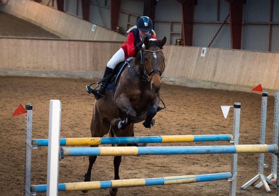 Tysk Varmblod | Giaccomo 43 - I'm in love with you and all your little things <3
Foto: Rune Jensen billede 10