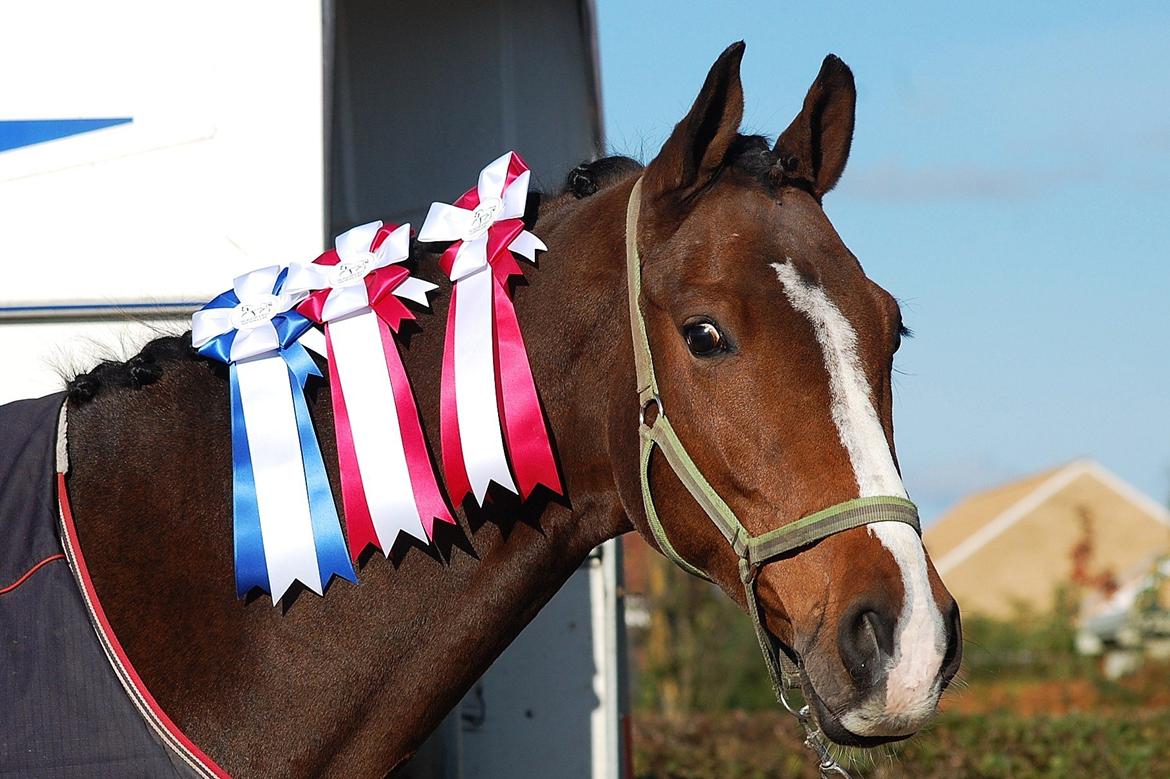 Dansk Varmblod Amour´s Don Cacier billede 32