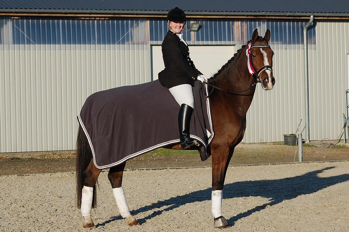 Dansk Varmblod Amour´s Don Cacier billede 41