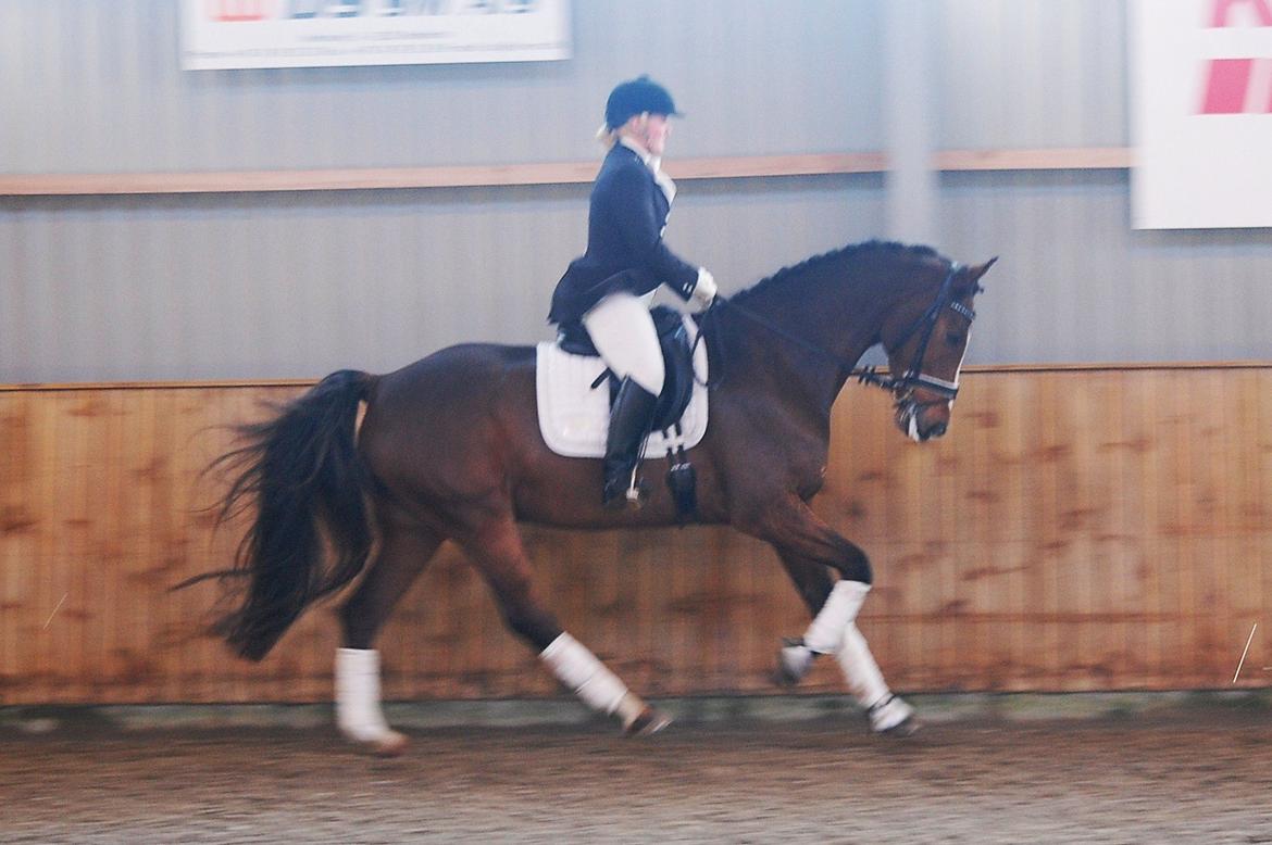 Dansk Varmblod Amour´s Don Cacier billede 28