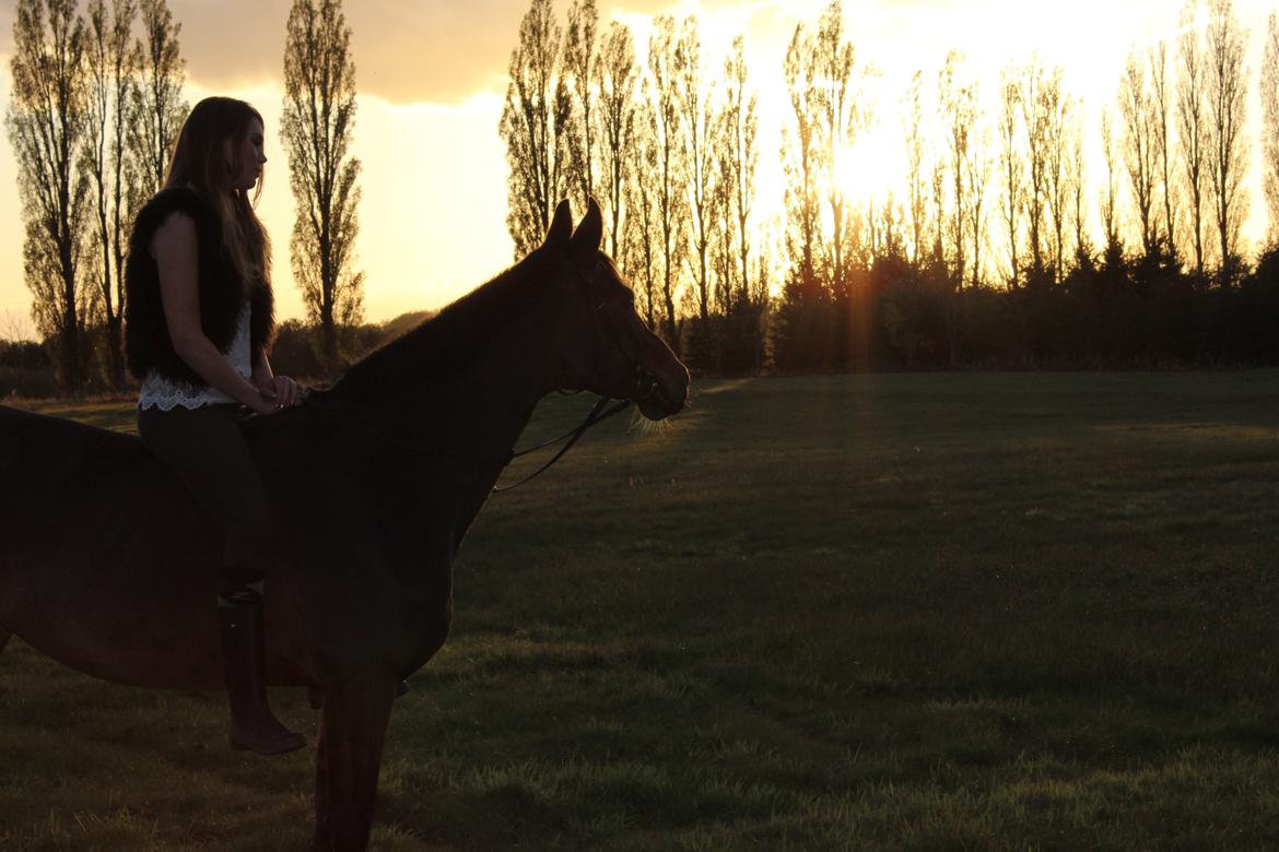 Dansk Varmblod Madame Moiselle - Foto: Emilia Hentze billede 4