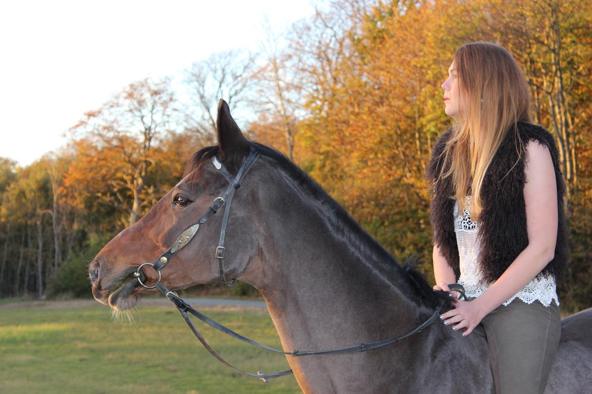 Dansk Varmblod Madame Moiselle - Foto: Emilia Hentze billede 3
