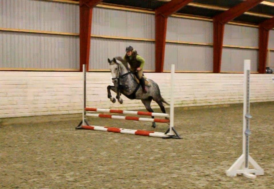 Arabisk fuldblod (OX) Milton billede 7