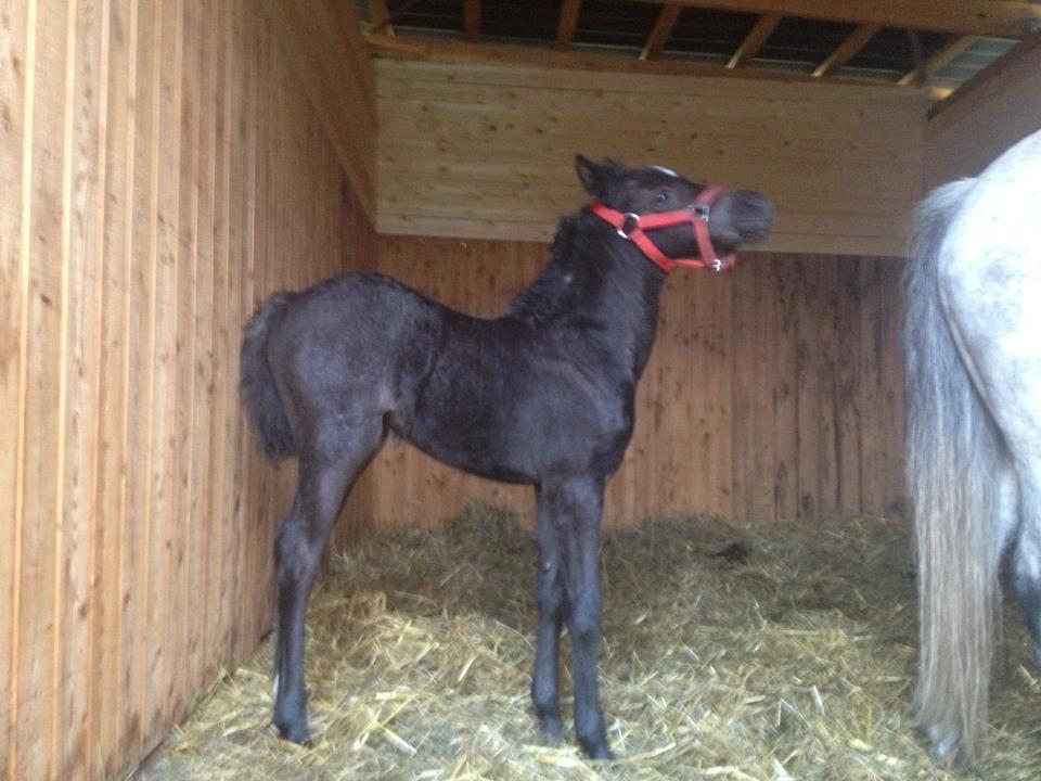 Welsh Partbred (Sec F) Tingstedgaards Silika billede 2