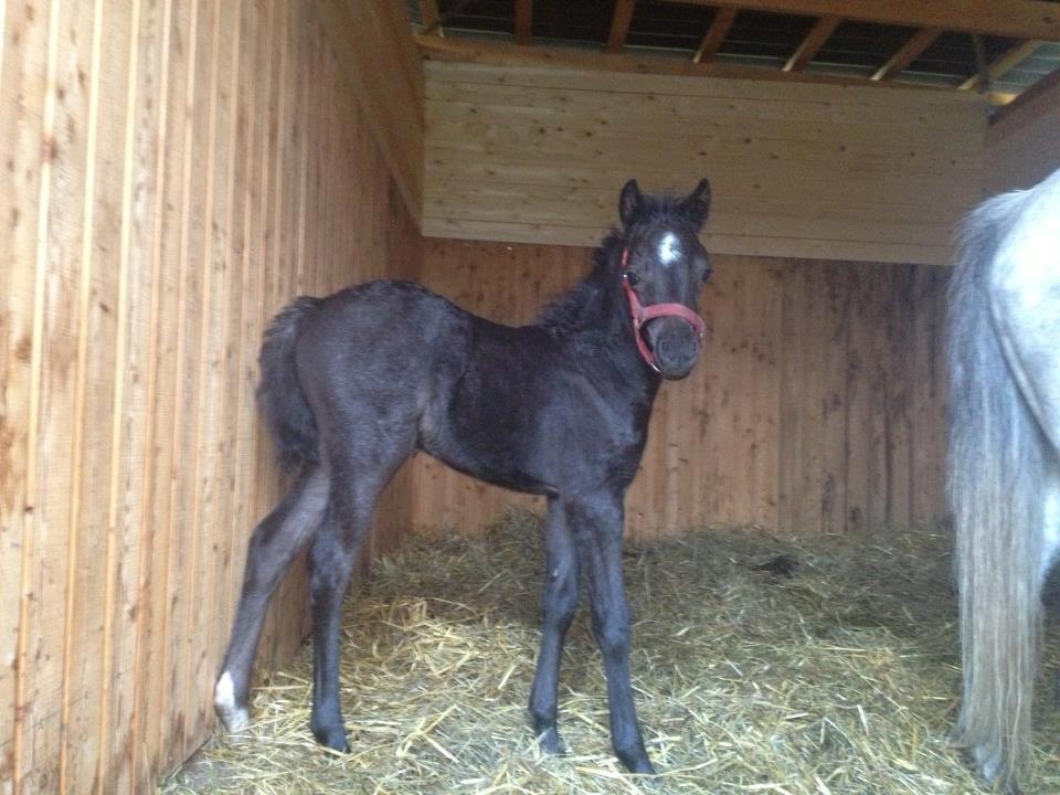 Welsh Partbred (Sec F) Tingstedgaards Silika billede 3