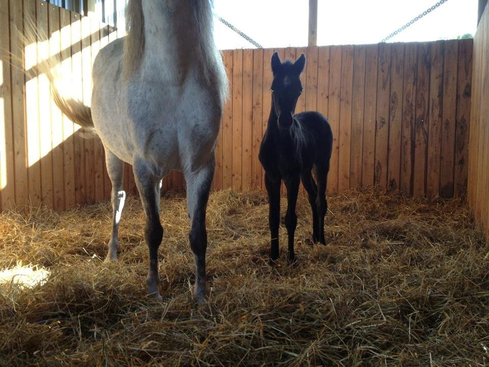 Welsh Partbred (Sec F) Tingstedgaards Silika billede 4