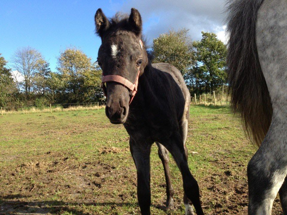 Welsh Partbred (Sec F) Tingstedgaards Silika billede 5