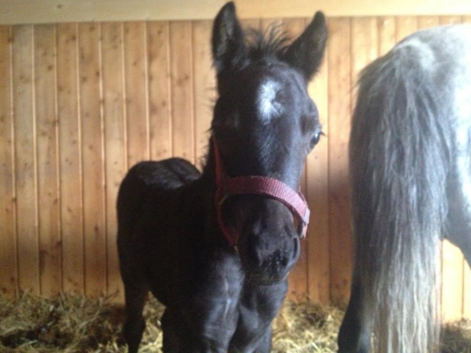 Welsh Partbred (Sec F) Tingstedgaards Silika billede 6