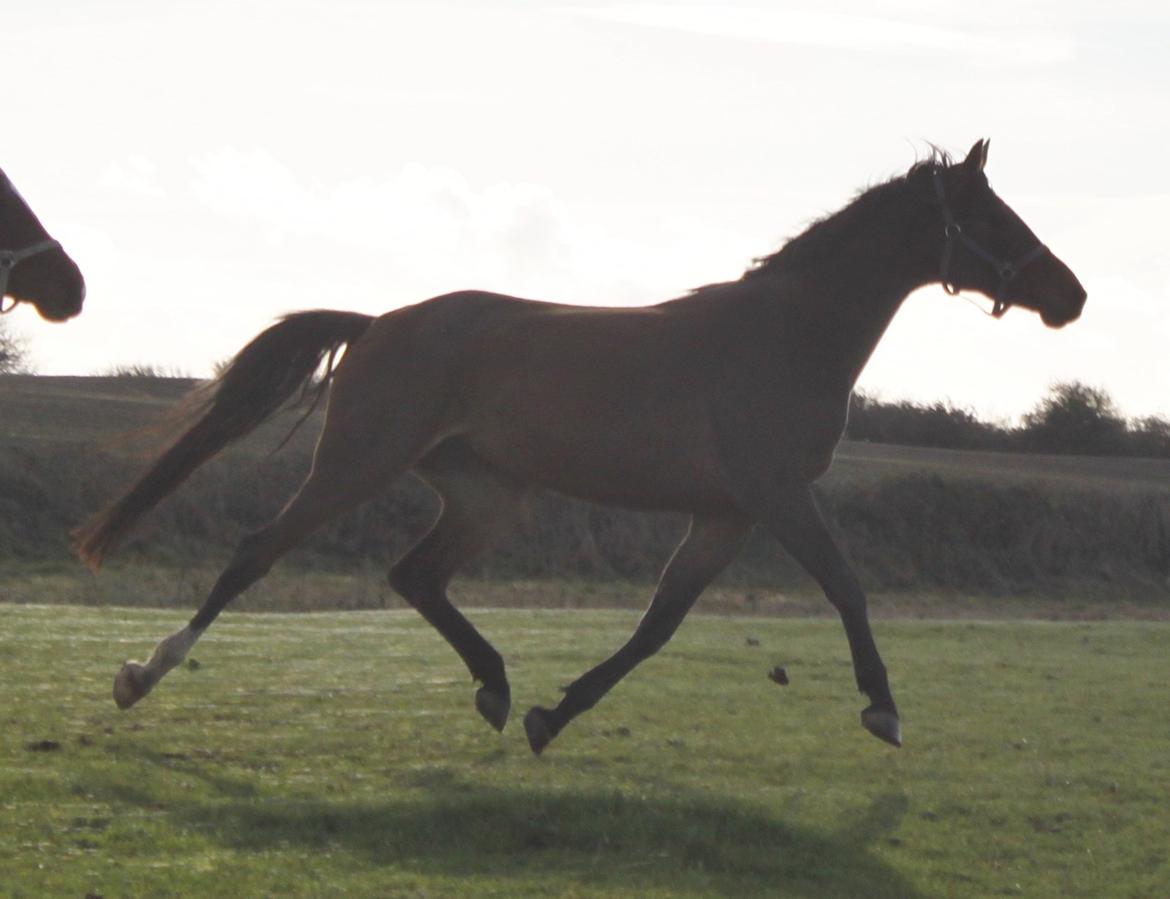 Dansk Varmblod Alby's Cocio billede 12