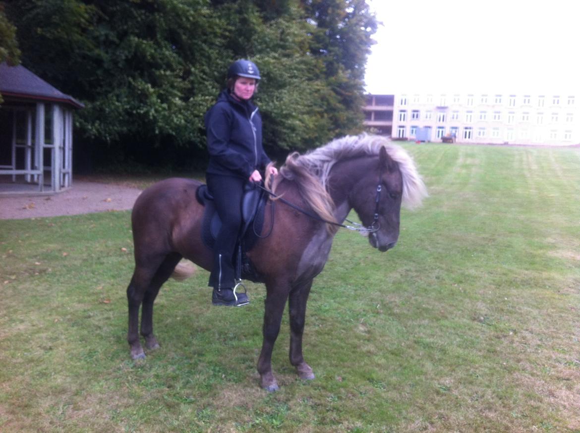 Islænder Glöfaxi fra Oddakoti billede 7