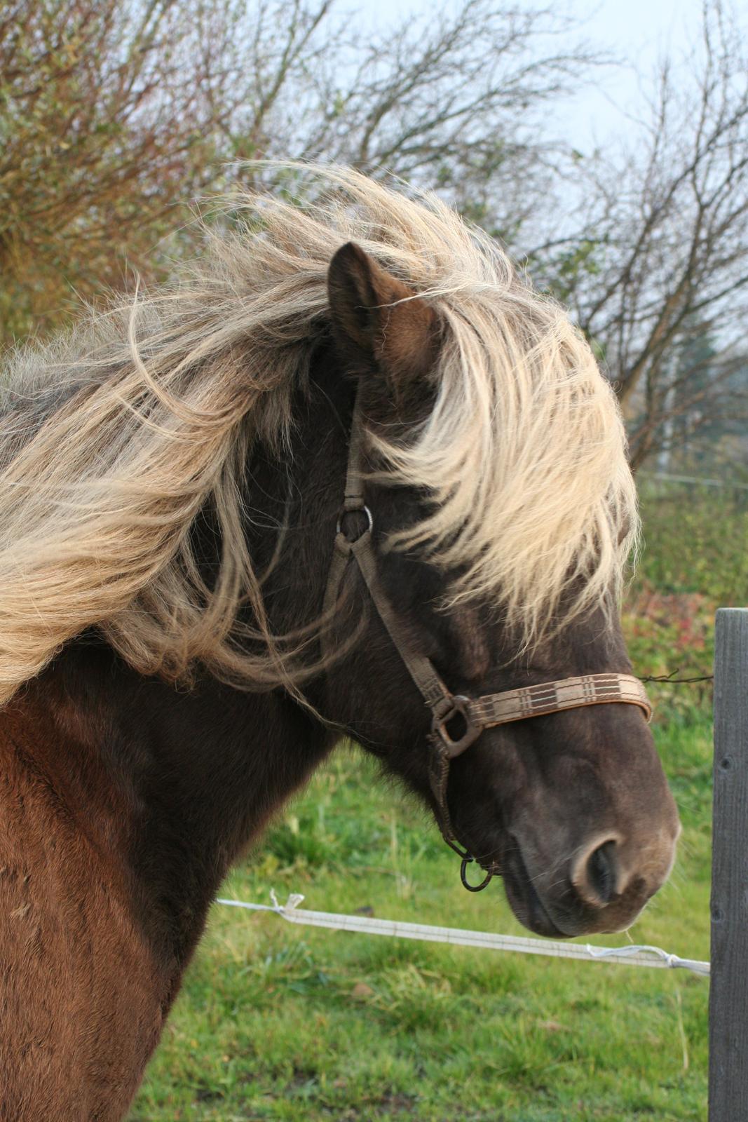 Islænder Glöfaxi fra Oddakoti billede 8