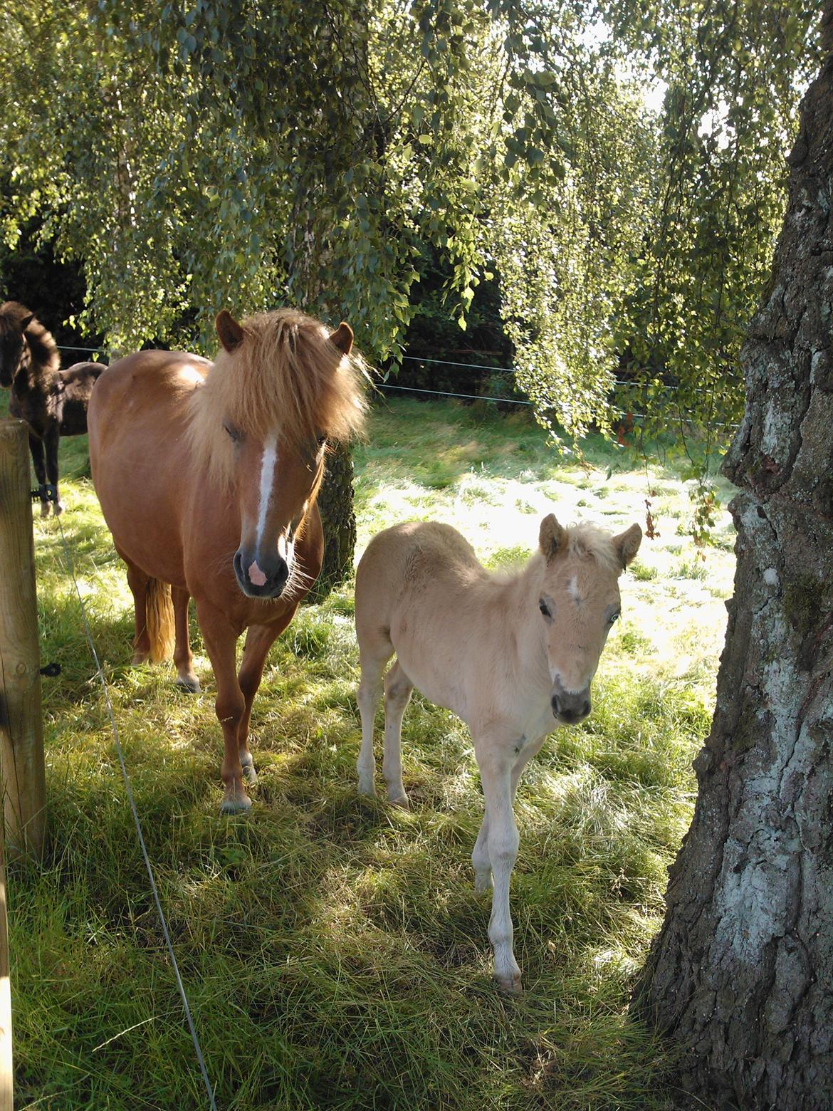 Islænder Blesa fra Dannevang - Blesa og hendes føl Sía - fra sommeren 2012 :-D Sía har ét brunt øje og ét blåt :-) billede 11