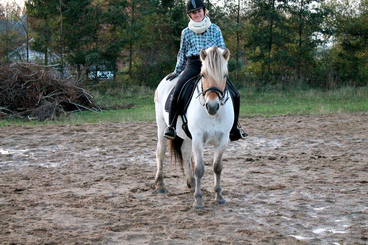 Fjordhest Atlet Bjergby - September 2012  billede 37