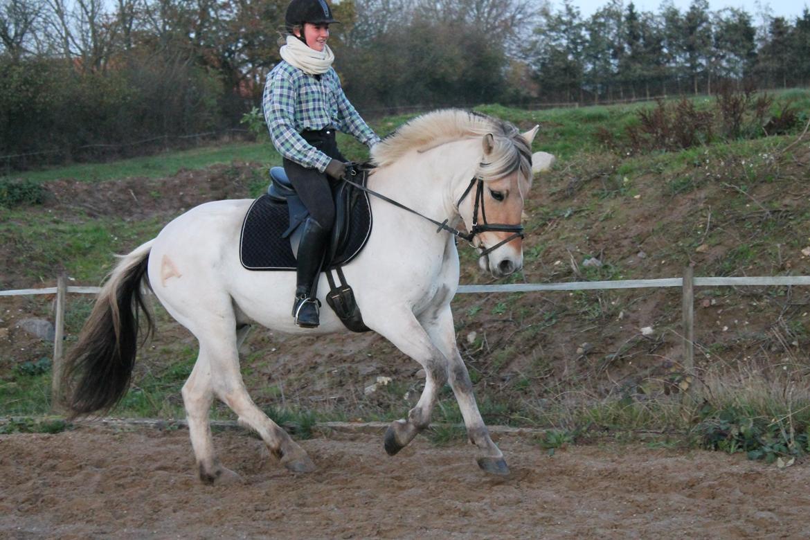 Fjordhest Atlet Bjergby -  Træning - September 2012  billede 30