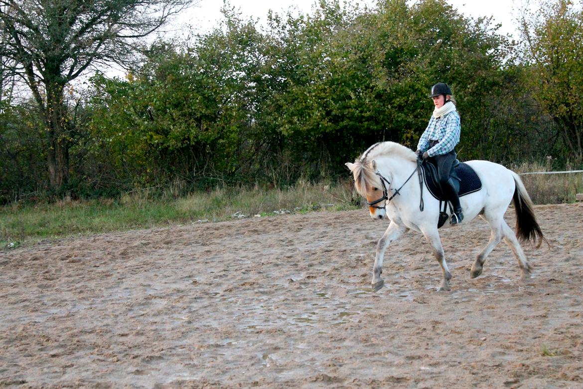 Fjordhest Atlet Bjergby - Træning - September 2012 billede 28