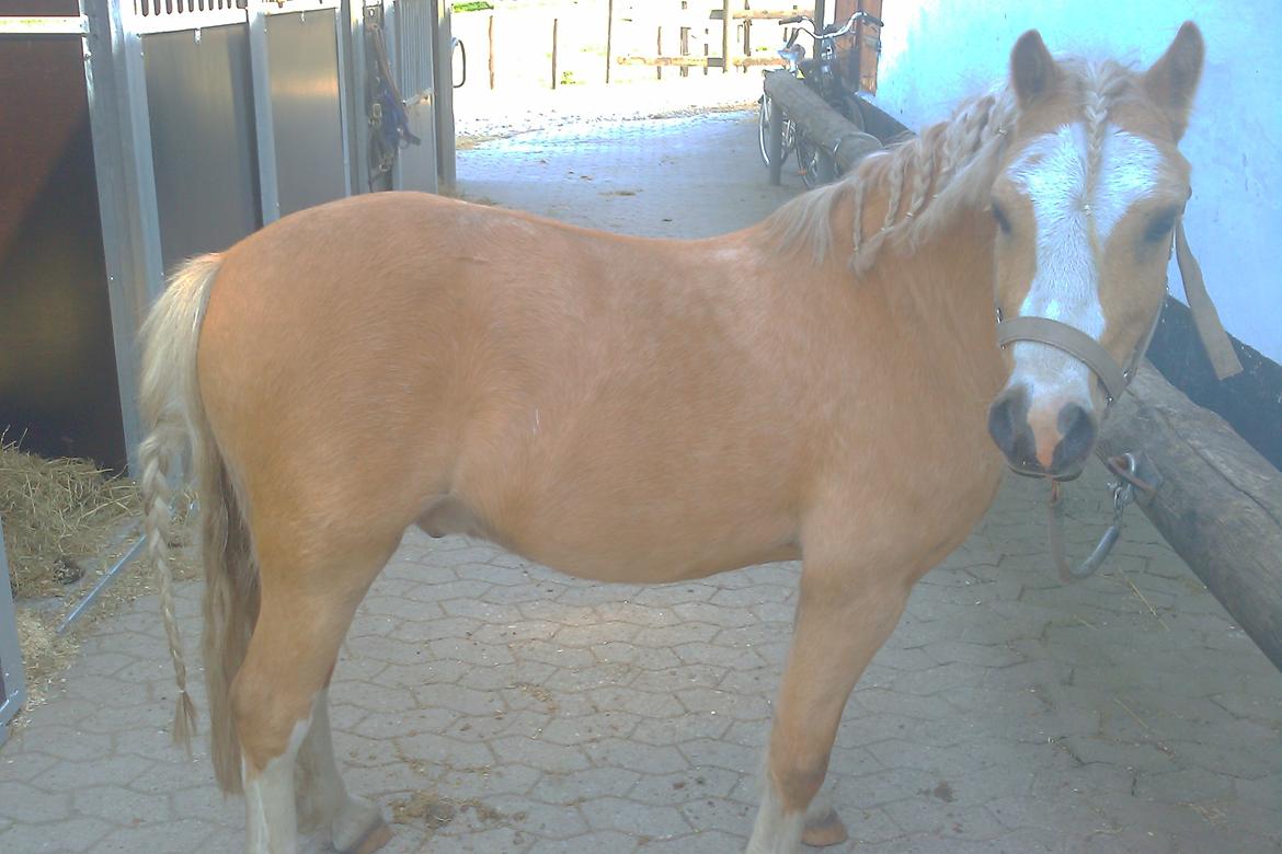 Welsh Mountain (sec A) Sjaik<3 (Solgt) - Jeg savner dig!<3 billede 18