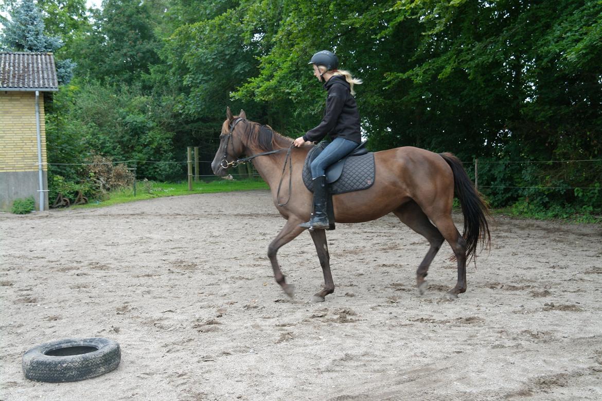 Anden særlig race shadow of touch - fint trav billede, du søger ned! billede 7