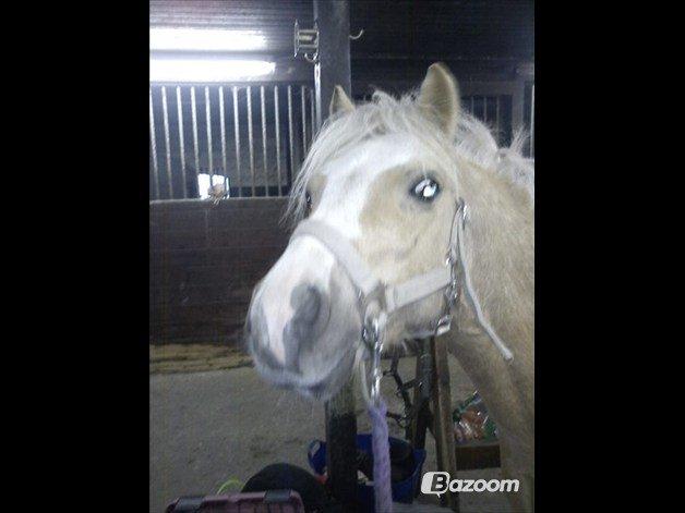 Welsh Mountain (sec A) Sjaik<3 (Solgt) - Hva har du noget til mig?? billede 19