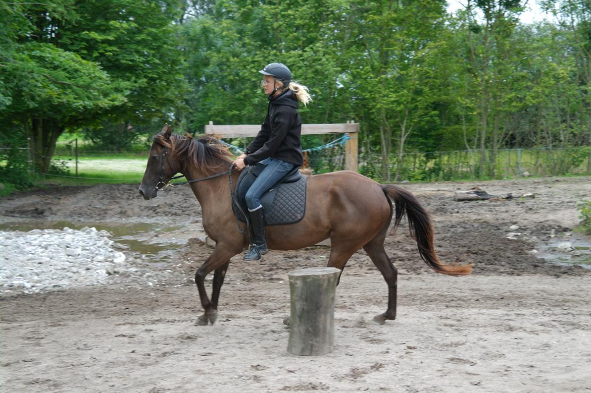 Anden særlig race shadow of touch - you so beautyful, no matter what they say!;* du søger ned i gallopen!  billede 5