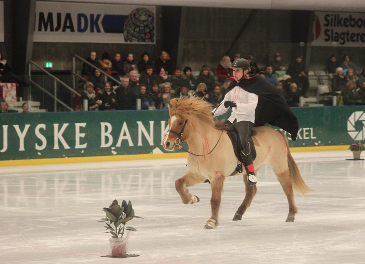 Islænder Kveikja fra Staurby - Kveikja og jeg i udklædningsklassen til Istölt i Silkeborg 2011.. Desværre ikke det bedste moment, men hun er sej <3 billede 14