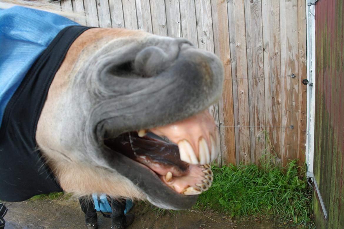 Fjordhest Frede <3 Guldponyen <2 - det er godt du hygger dig  .... tihi :D foto mig billede 8