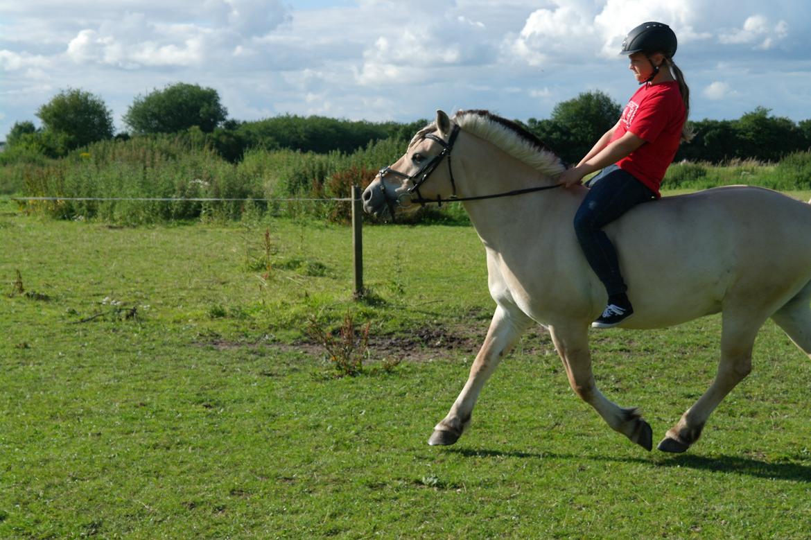 Fjordhest Frede <3 Guldponyen <2 - FFM = flyvne Frede-mand! ;) (rides af Anne) foto mig billede 10
