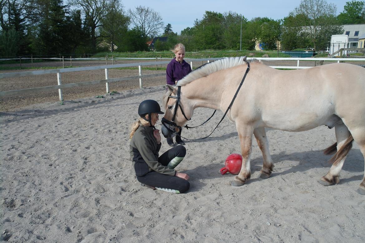 Fjordhest Frede <3 Guldponyen <2 - har du noget spiseligt i lommen? :P foto mor billede 12