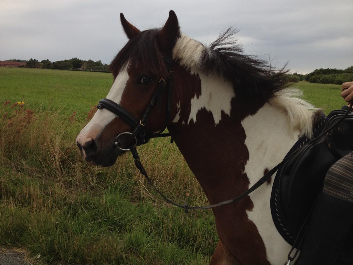 Irish Cob Crossbreed South Lady View<3 - på vej hjem fra ridelejr<3 billede 11