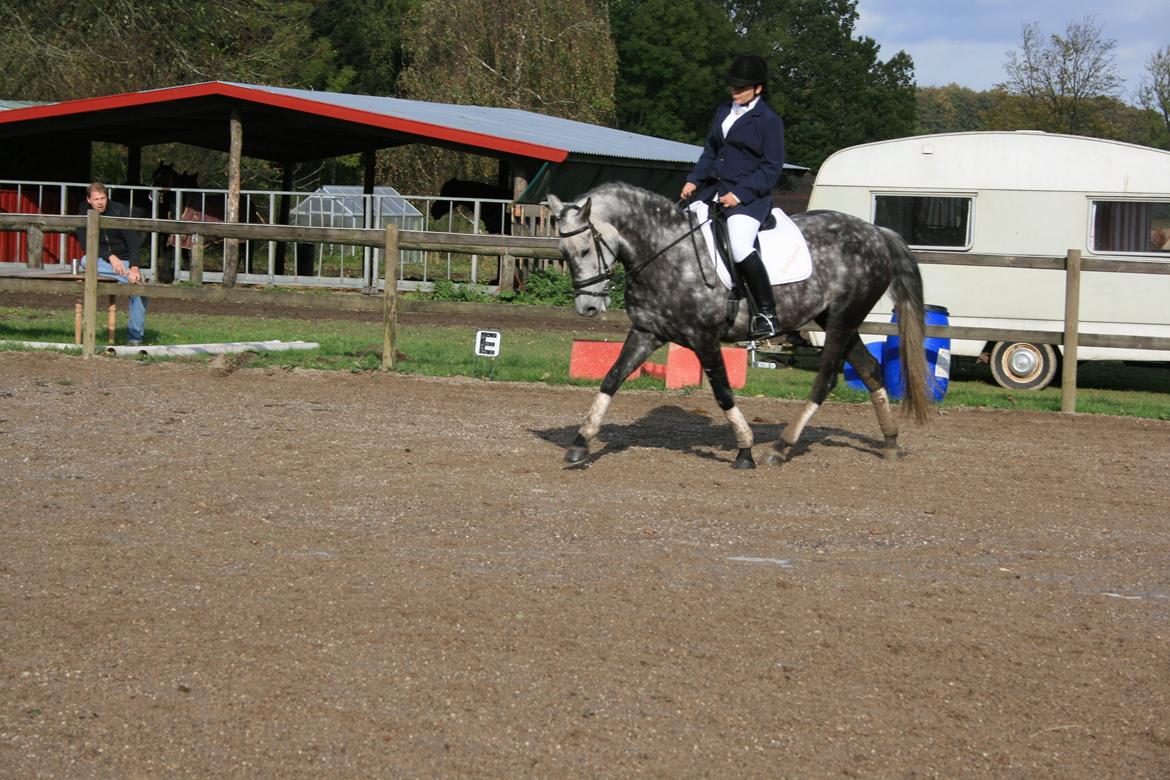 Cruzado Liva *himmel hest* billede 3