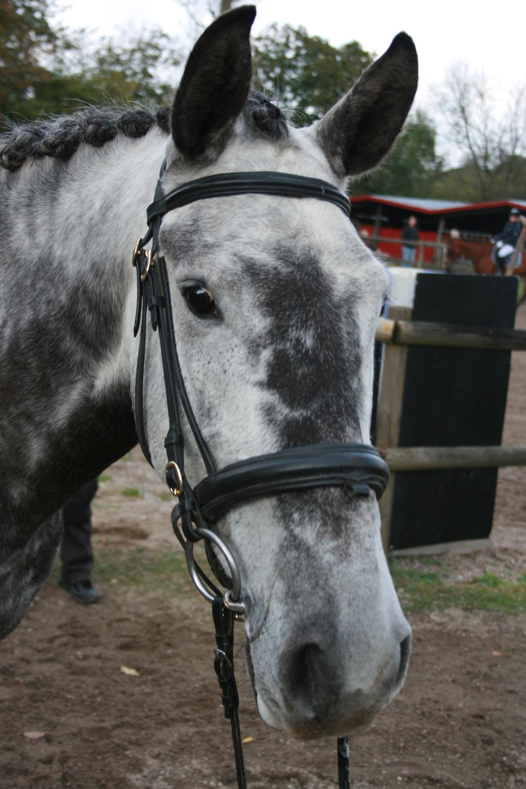 Cruzado Liva *himmel hest* billede 7