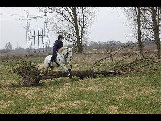 Welsh Pony (sec B) Shadow billede 6