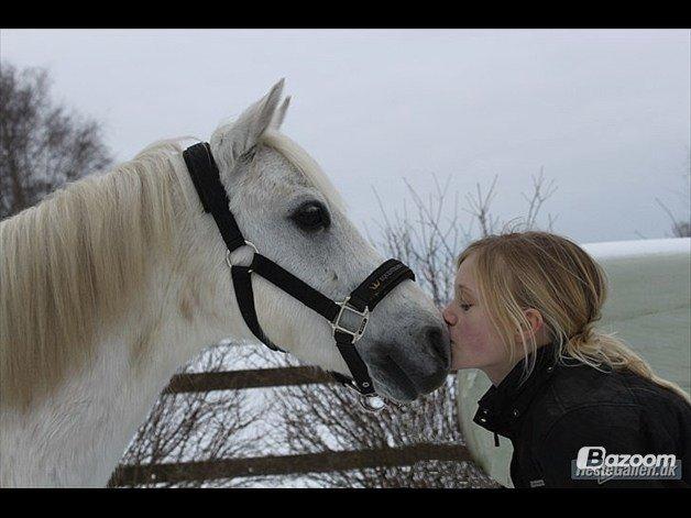 Welsh Pony (sec B) Shadow billede 8