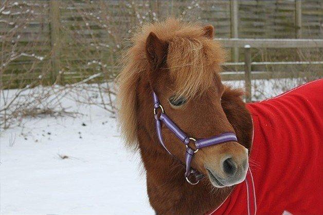 Shetlænder Fanny billede 17