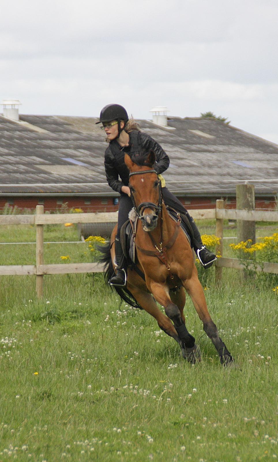 DSP Jokeren "Jokke" - Rytter som pony ;D billede 14