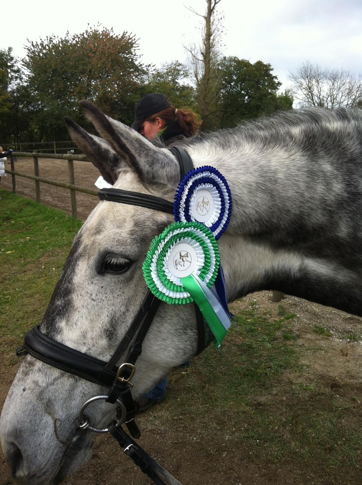 Cruzado Liva *himmel hest* billede 11